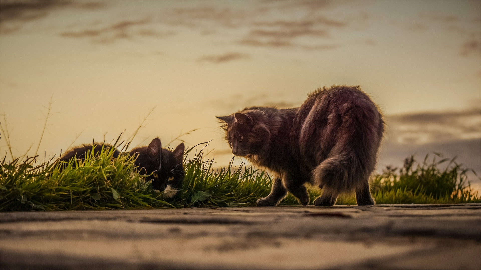 Os benefícios de castrar seu gato