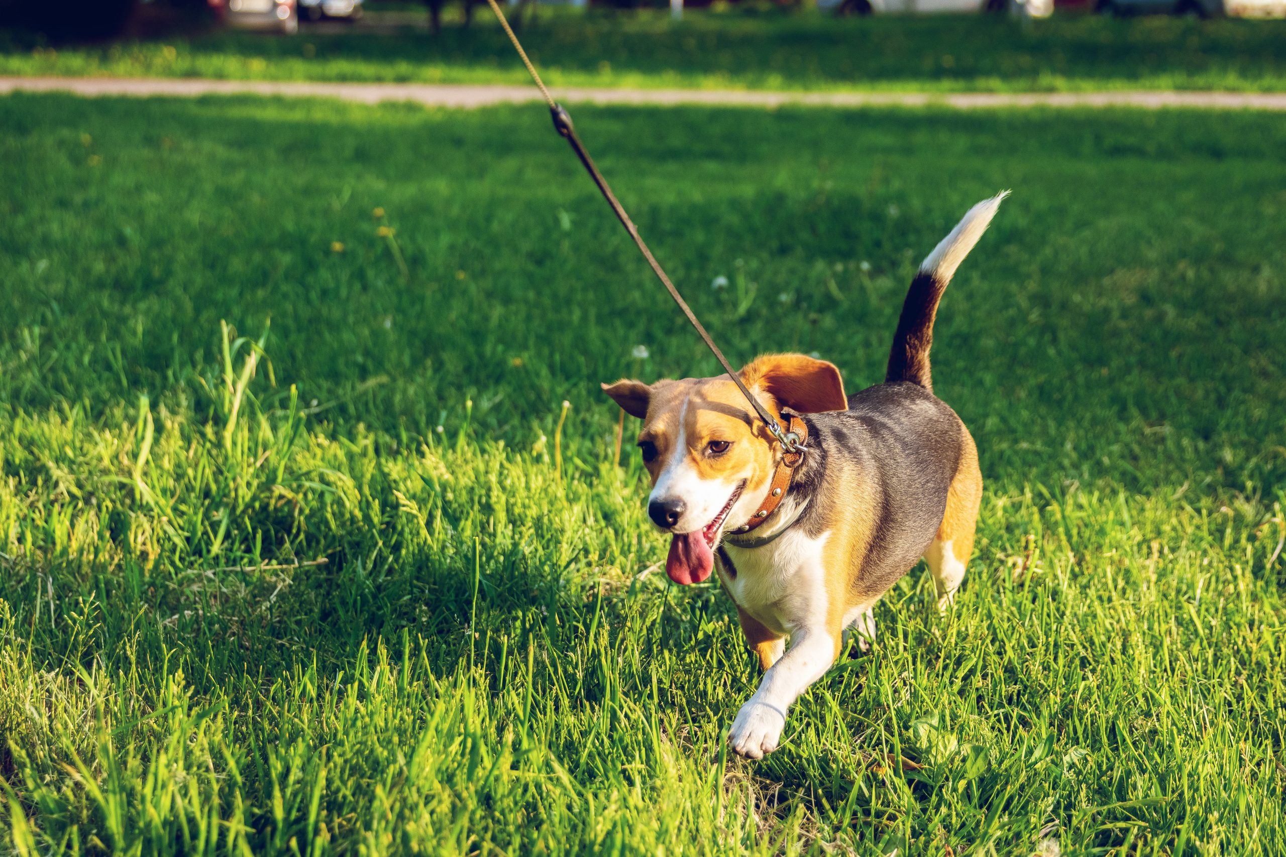 COMO ENSINAR MEU CÃO ANDAR?