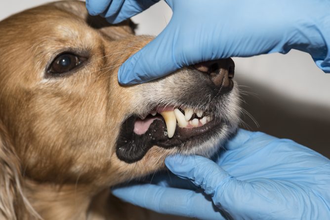 Prevenção de doenças dentárias