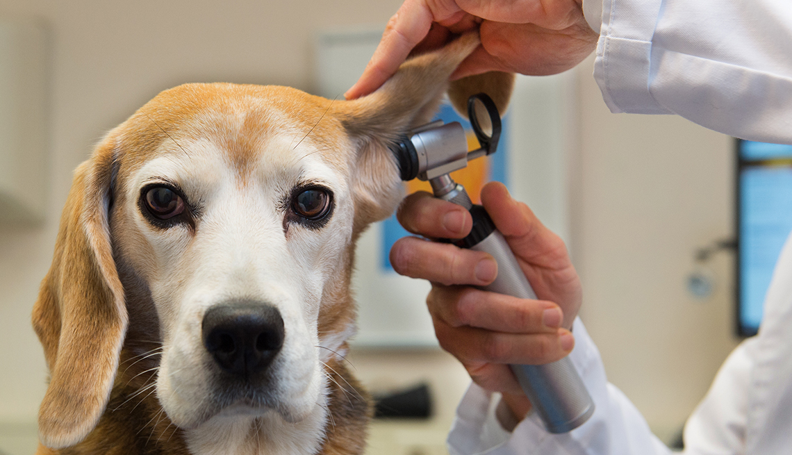 Com que frequência devo examinar meu cão?