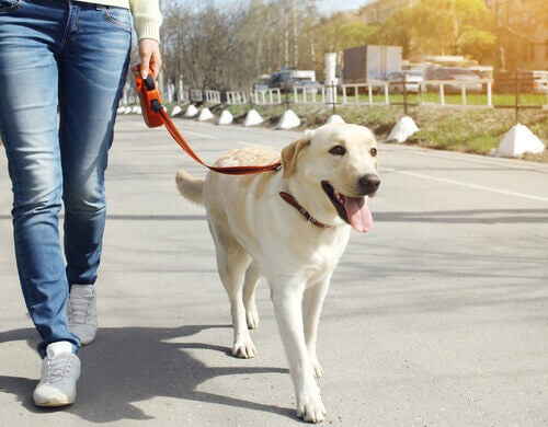 Como ajudar meu cão a usar a trela.