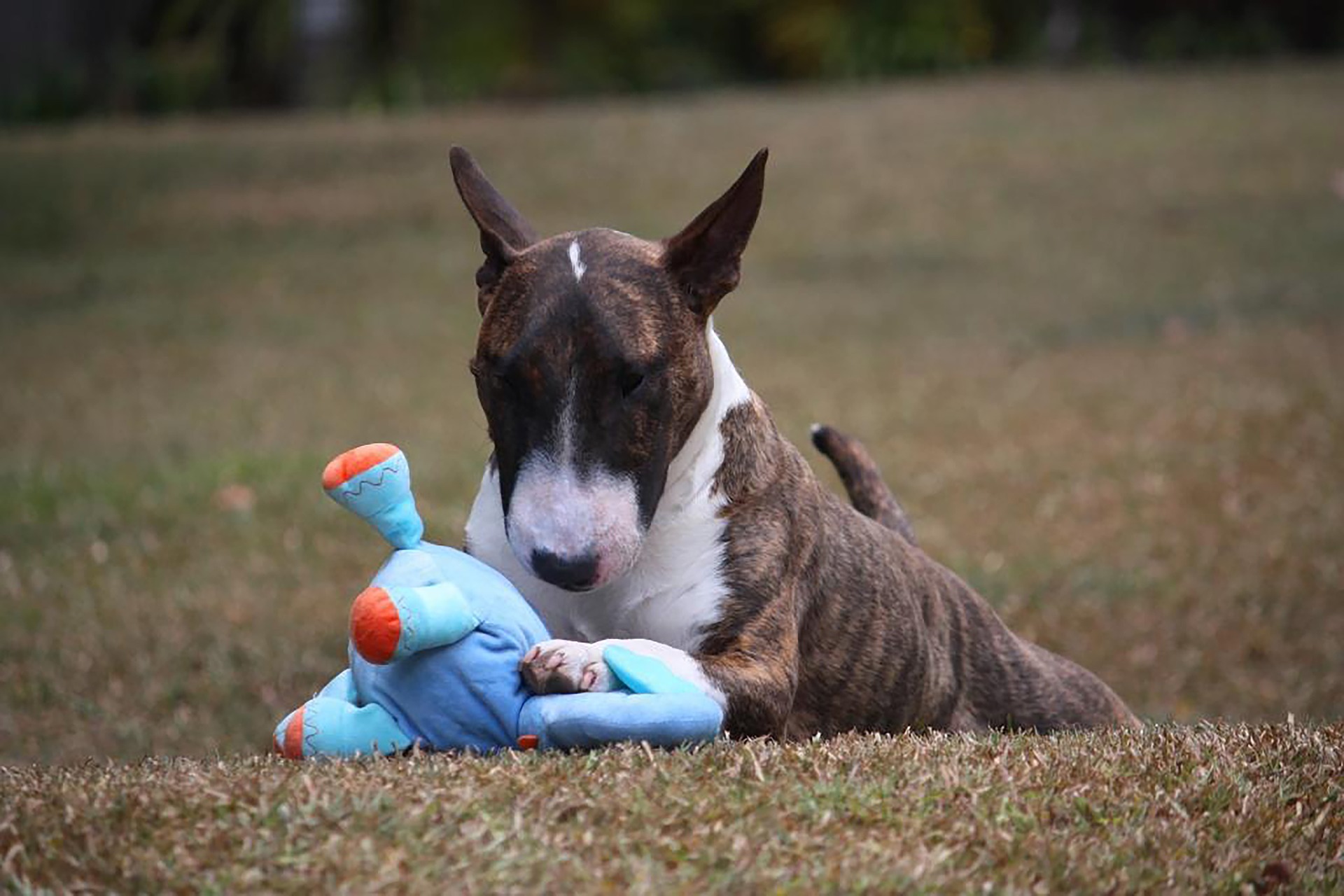 Bull Terrier – PEQUENO E COM MUITA ENERGIA!